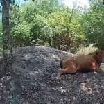 Florida's man triggers the neighbor's cow 5 times after he wandered for his property