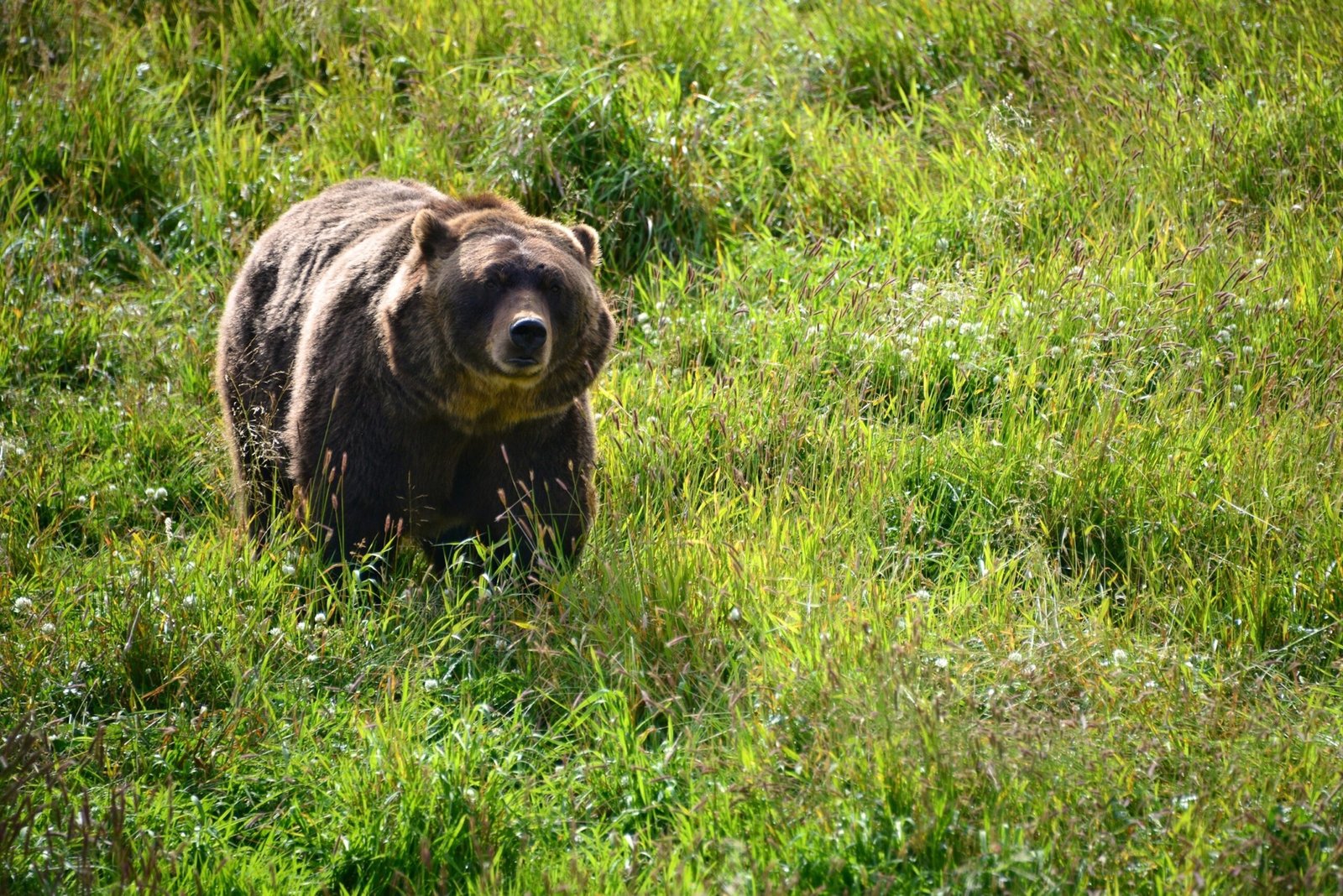 Photo: A brown bear in Anchorage, Alaska.